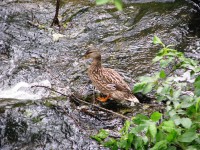 014.JPG (448.54 КБ) 12773 просмотра 014.JPG