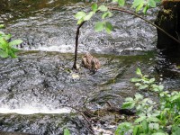 012.JPG (440.49 КБ) 13200 просмотров 012.JPG