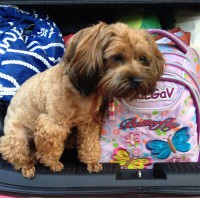 orchidea.jpg (115.88 КБ) 2135 просмотров orchidea.jpg