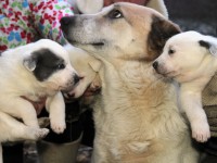 Щеки 2.jpg (374.35 КБ) 2338 просмотров Щеки 2.jpg