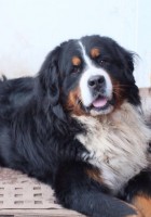 Джокер.jpg (45.46 КБ) 2954 просмотра Джокер.jpg