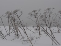 P2071661.JPG