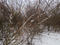 IMG_3589.jpg (165.2 КБ) 18621 просмотр IMG_3589.jpg