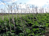 Image 031.jpg (422.88 КБ) 26059 просмотров Image 031.jpg