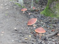 dscn1102-qpr.jpg (202.23 КБ) 13234 просмотра dscn1102-qpr.jpg