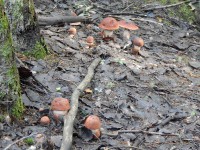 dscn1101-qpr.jpg (232.98 КБ) 13252 просмотра dscn1101-qpr.jpg