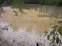 IMG_5108_1.jpg (71.89 КБ) 18699 просмотров IMG_5108_1.jpg