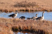 1.jpg (292 КБ) 17873 просмотра 1.jpg