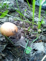 IMG_20160609_143522.jpg (119.42 КБ) 12242 просмотра IMG_20160609_143522.jpg