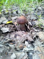 IMG_20160609_135935.jpg (130.43 КБ) 11664 просмотра IMG_20160609_135935.jpg