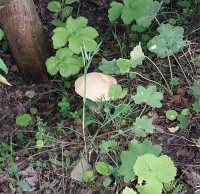 tont_grib_02.jpg (170.35 КБ) 12671 просмотр tont_grib_02.jpg