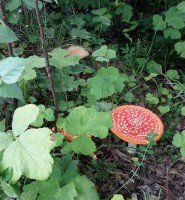 tont_grib_01.jpg (162.61 КБ) 12663 просмотра tont_grib_01.jpg