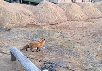 image-0-02-05-4adf120362f744c1b2a6a584135c2a35123b7c19e82117efd9746f421f08e57d-V.jpg (91.59 КБ) 16731 просмотр image-0-02-05-4adf120362f744c1b2a6a584135c2a35123b7c19e82117efd9746f421f08e57d-V.jpg