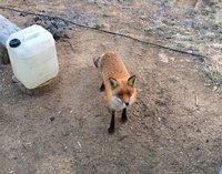 image-0-02-05-a1d5c349b7df2a1b4d8cd48388f000bcdfa33d92f747e56866c8fa7409fdd9bb-V.jpg (97.04 КБ) 16731 просмотр image-0-02-05-a1d5c349b7df2a1b4d8cd48388f000bcdfa33d92f747e56866c8fa7409fdd9bb-V.jpg