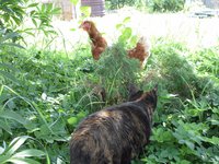 дача 03.08.14 059.JPG (918.01 КБ) 16283 просмотра дача 03.08.14 059.JPG