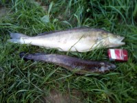 IMG_20180522_044021.jpg (195.2 КБ) 22984 просмотра IMG_20180522_044021.jpg