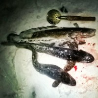 64aCek3rL4w.jpg (95.44 КБ) 22704 просмотра 64aCek3rL4w.jpg