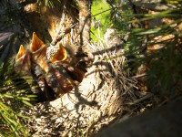 DSCN3345.JPG (283.57 КБ) 7087 просмотров DSCN3345.JPG