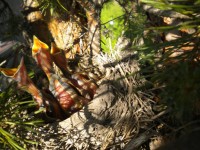 DSCN3346.JPG (267.97 КБ) 7087 просмотров DSCN3346.JPG