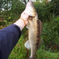 IMG_20190813_072334_136.jpg (134.76 КБ) 21523 просмотра IMG_20190813_072334_136.jpg