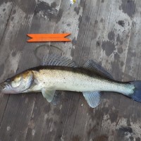 IMG_20190829_064337_415.jpg (122.67 КБ) 20987 просмотров IMG_20190829_064337_415.jpg