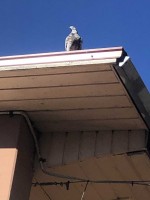 LAA3UsAertY.jpg (129.04 КБ) 3168 просмотров LAA3UsAertY.jpg