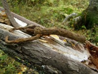 P9230205.JPG (283.48 КБ) 11537 просмотров P9230205.JPG