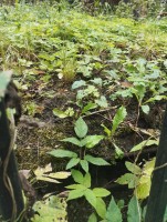 IMG_20250901_125951.jpg (400.67 КБ) 2744 просмотра IMG_20250901_125951.jpg