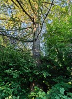 IMG_20260627_214135.jpg