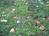 025.JPG (455.95 КБ) 12405 просмотров 025.JPG