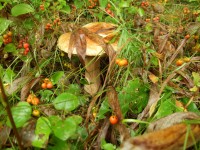 Копия (2) DSCF0605.jpg (391 КБ) 12389 просмотров Копия (2) DSCF0605.jpg