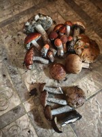 IMG_20260801_132058.jpg