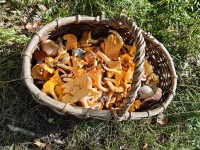 IMG_20260808_094756.jpg