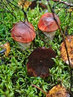 IMG_20260905_070608_1.jpg