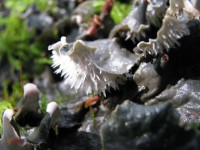 060909 020.jpg (215.01 КБ) 12124 просмотра 060909 020.jpg