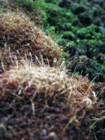 060909 033.jpg (182.5 КБ) 12415 просмотров 060909 033.jpg