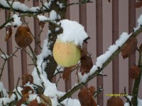 S7300295_resize.JPG (135.51 КБ) 12130 просмотров S7300295_resize.JPG