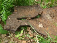 DSCF2.jpg (378.05 КБ) 16745 просмотров DSCF2.jpg