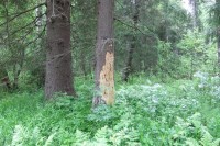 006.JPG (223.77 КБ) 10881 просмотр 006.JPG