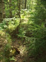 DSCF73421.jpg