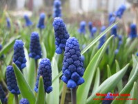 Копия IMG_5345.JPG (165.08 КБ) 10446 просмотров Копия IMG_5345.JPG