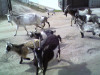 Photo-0041.jpg (97.76 КБ) 4903 просмотра Photo-0041.jpg