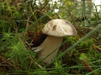 DSCF7808.JPG