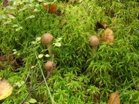 DSCF7799.JPG