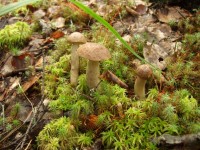 DSCF7796.JPG