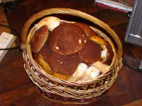 DSC01436.jpg