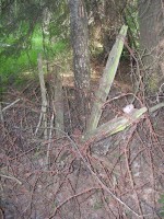 pered_002.jpg (117.19 КБ) 4097 просмотров pered_002.jpg