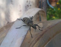 zhuk2.jpg (46.41 КБ) 12030 просмотров zhuk2.jpg