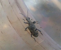 zhuk1.jpg (46.69 КБ) 12031 просмотр zhuk1.jpg