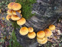 DSC01612.JPG